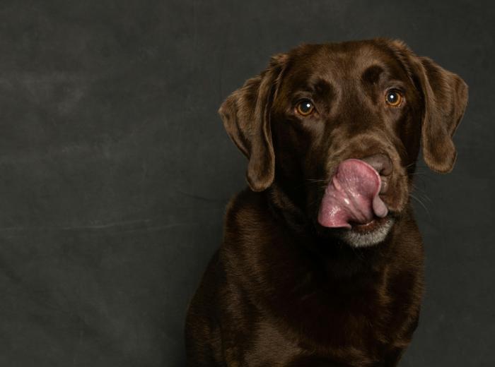 La viande cultivée fait son entrée dans l’alimentation canine au Royaume-Uni : une première mondiale signée Meatly