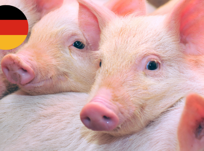 pig