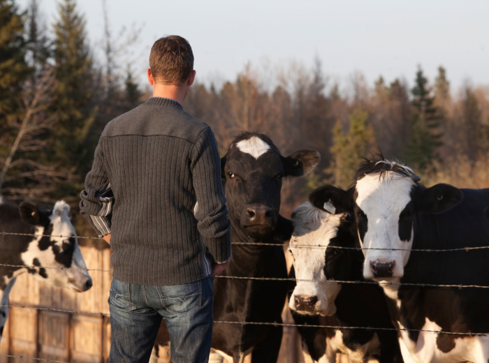 Vaches