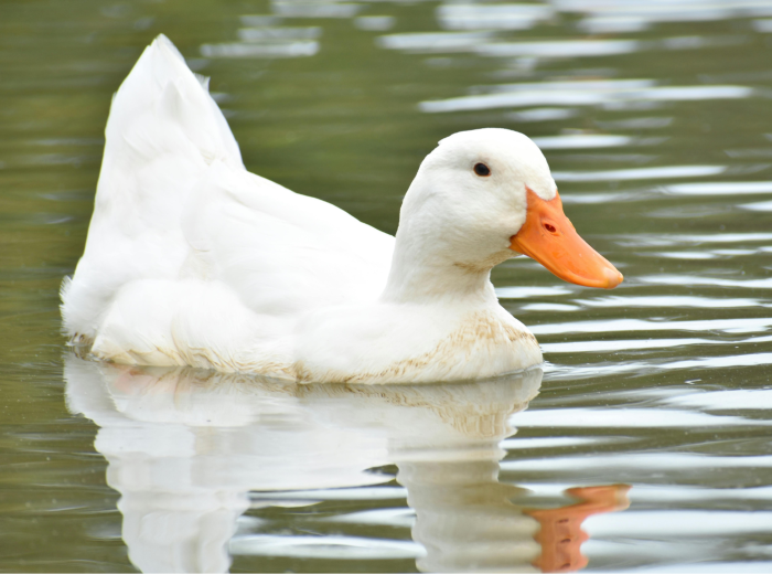 canard