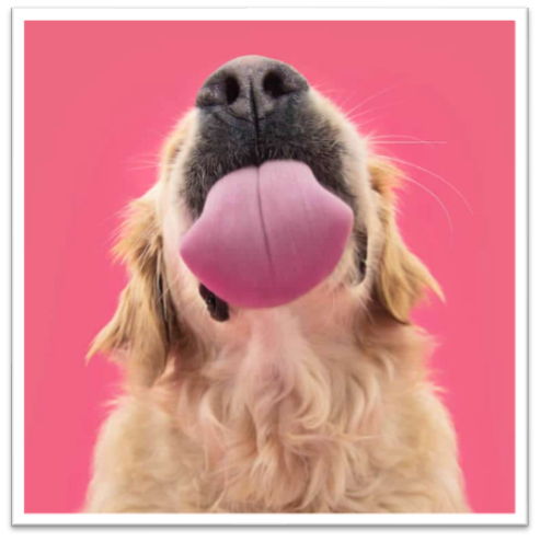 Source de l'image : Meatly / Afbeelding afkomstig van Meatly