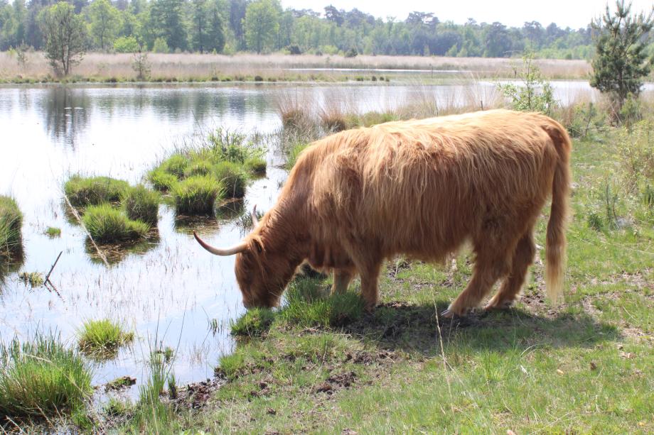 Leon Moonen et la viande cultivée : une histoire de ferme innovante