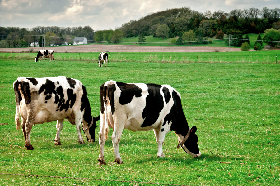 cow