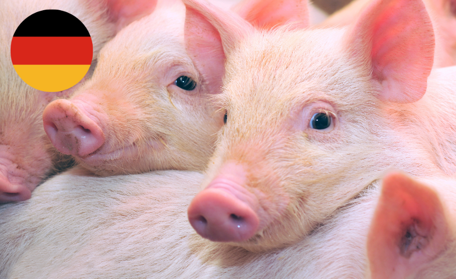 pig