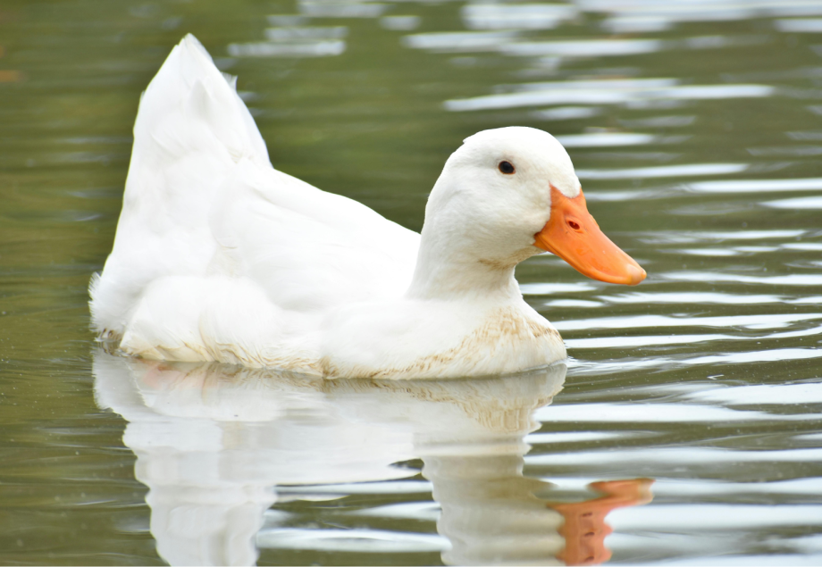 Canard