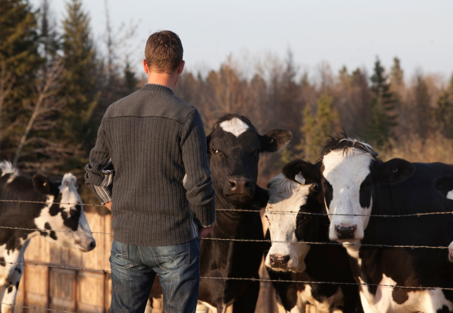 Vaches